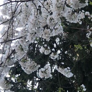 Meet your Posher, Sue